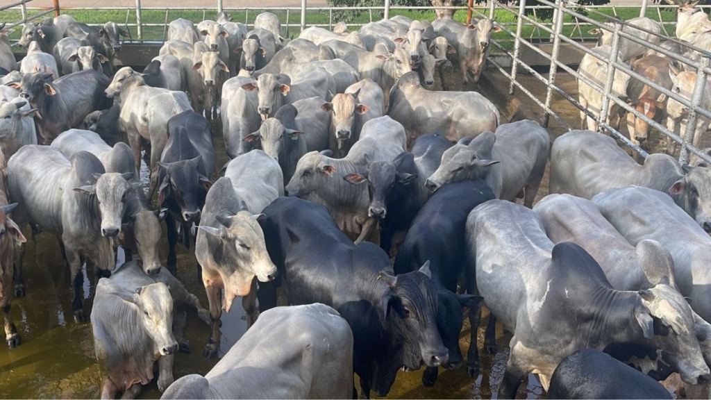 Gadão de até quatro dentes suplementado a pasto chega a quase 21@ no Tocantins