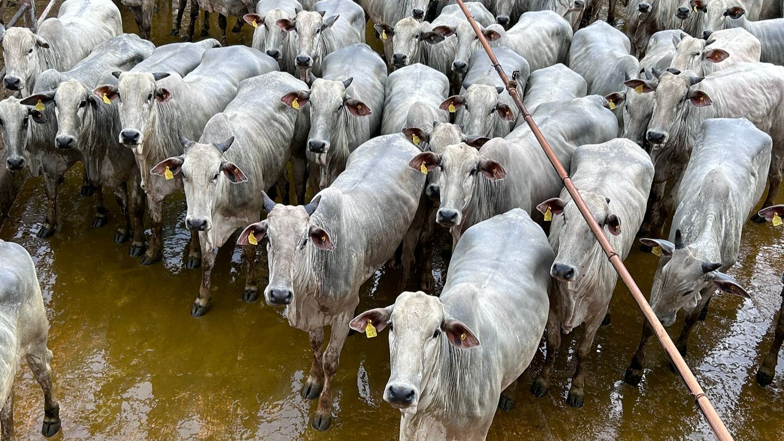 Novilhada terminada à sombra do Bacuri tem carne com destino certo para a Europa