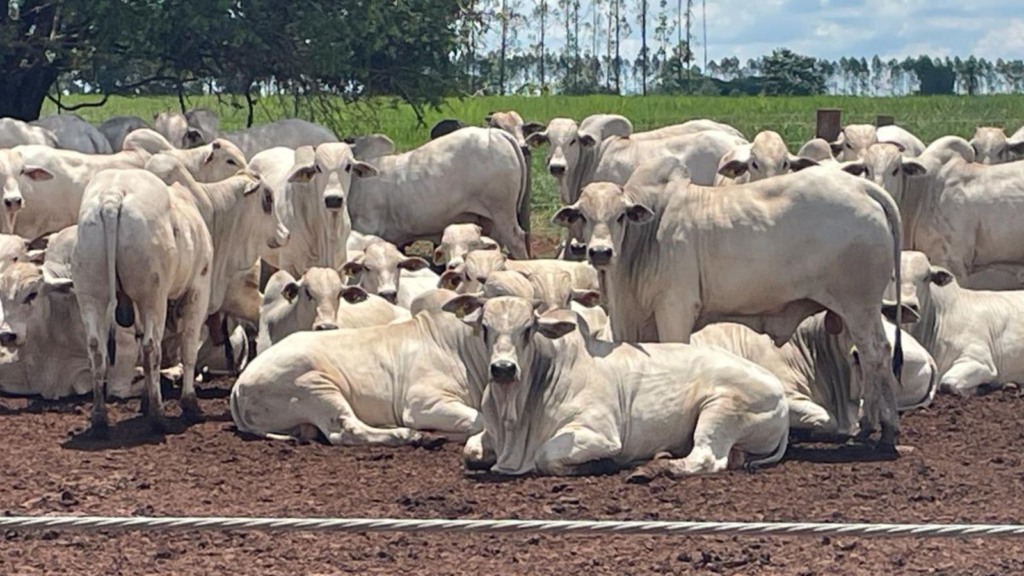 Primeira fazenda carne carbono neutro do Brasil volta a despontar em abate no MS