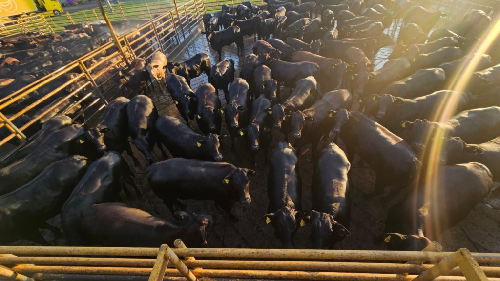 Bônus inacreditável: R$ 480 por novilha! Descubra como pecuarista conseguiu esta façanha