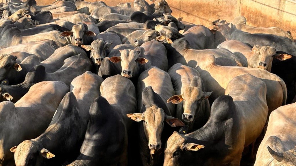 Gadão pesado e confinado é destaque no interior de Mato Grosso