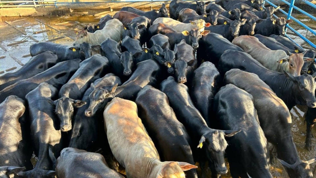 Novilhada de sangue taurino garante bônus e show de carne premium em MS