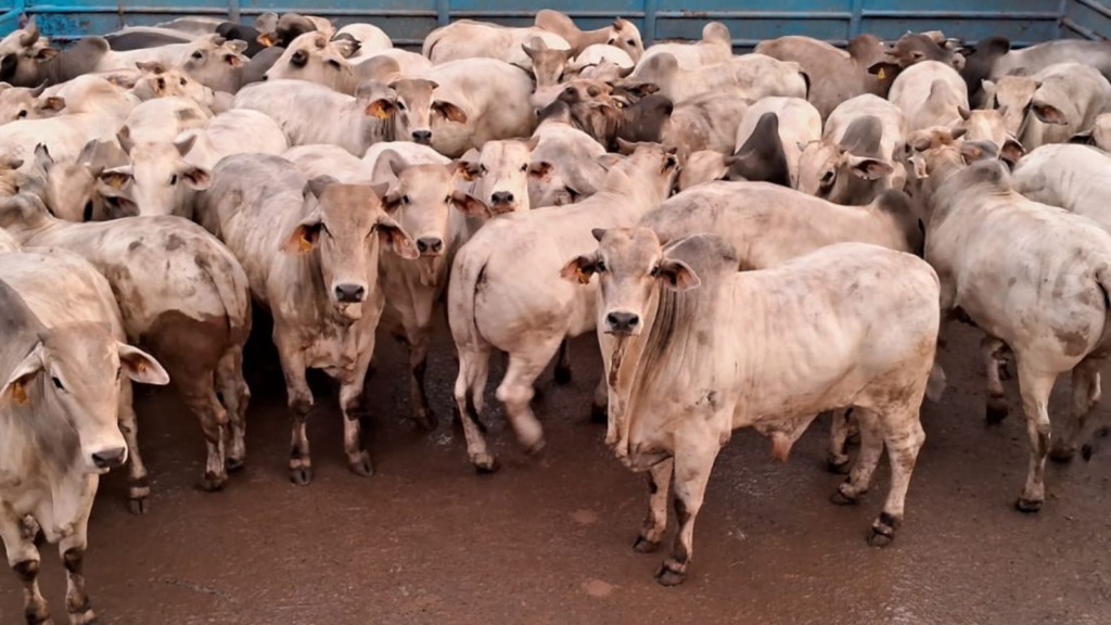 Brahman e Nelore: garrotada F1 é fenômeno com mais de 57% de rendimento de carcaça em MS