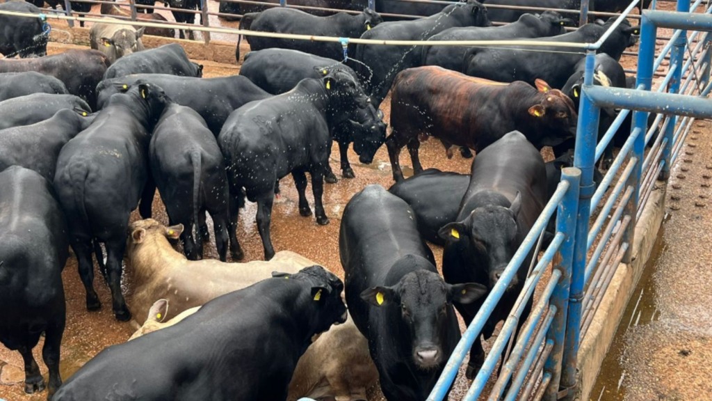 Na medida: boiada Angus é fenômeno de acabamento de gordura em Mato Grosso