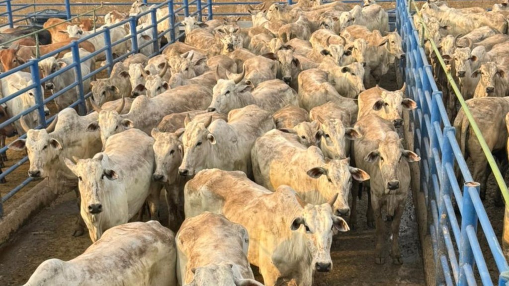 Super lote de 200 novilhas no capricho e com manejo top chama a atenção em Rondônia