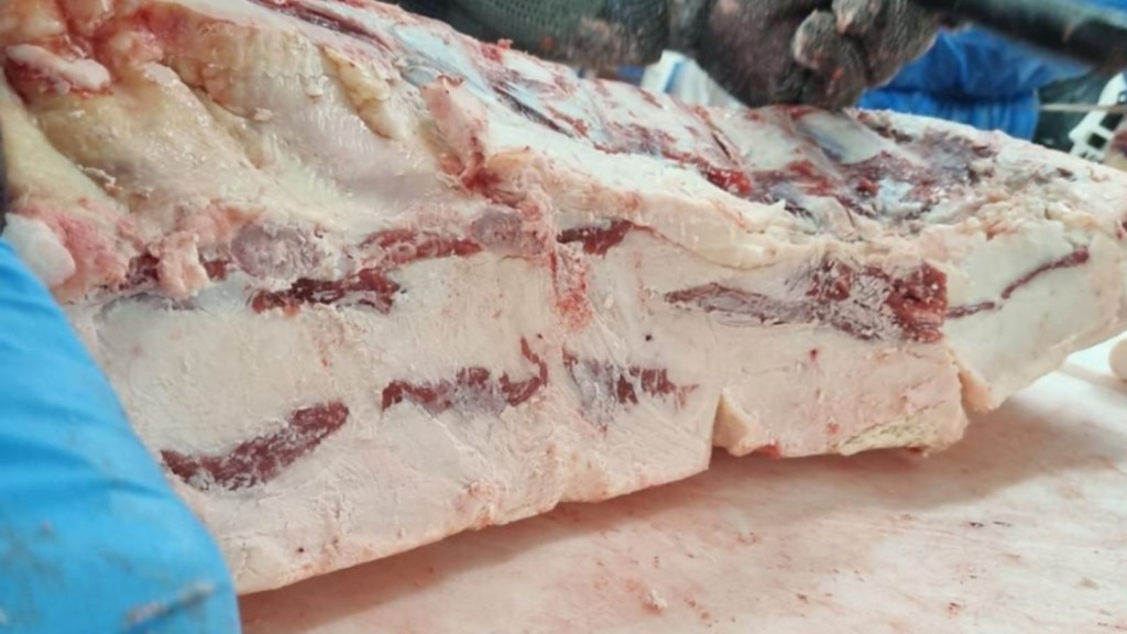 Detalhe da gordura em excesso após abate do gado. Foto: Divulgação