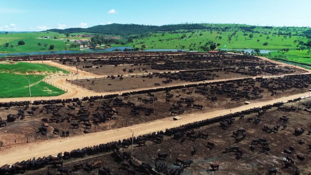 Confinamento de bovinos cruzados na JBJ Agropecuária. Foto: Reprodução