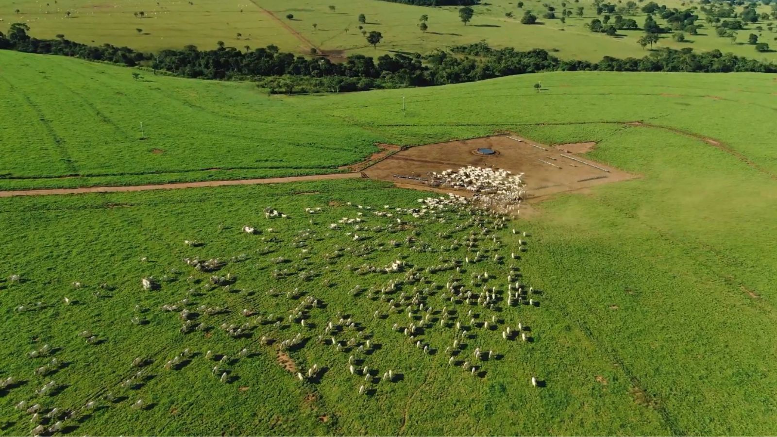 A pecuária do futuro: FIAP 2024 debate inovações e sustentabilidade no campo