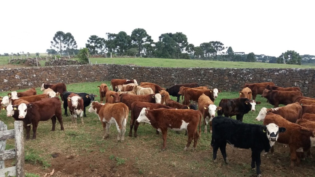 Pecuária top: gaúcho tem média de 4 UA na fazenda enquanto média Brasil não chega a 1 UA