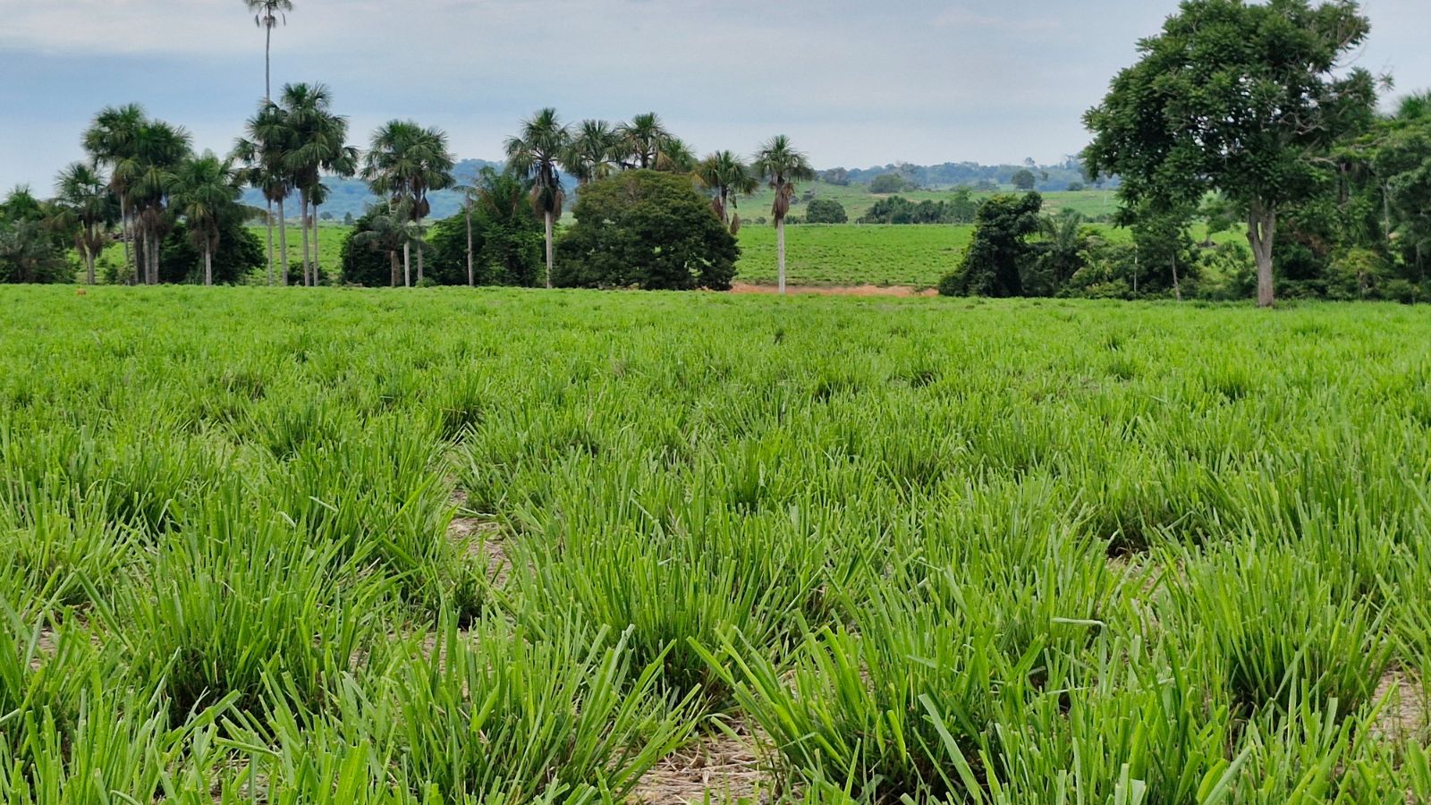 Pastagem: conheça as variedades que podem ser boas alternativas para sua fazenda