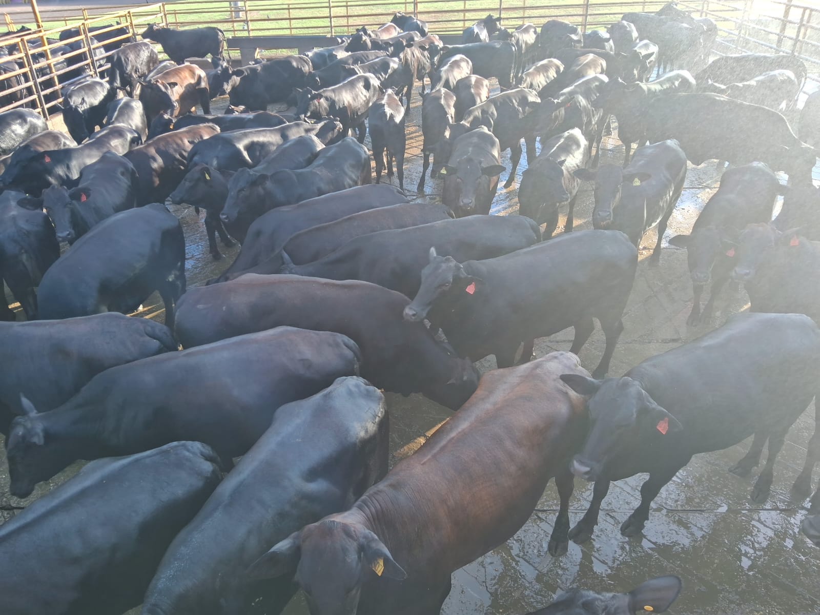 Gadão de carne premium: pecuarista de MS termina novilhas com quase 18@ em MS