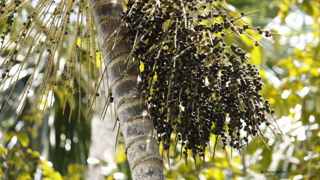 Pasto integrado com o açaí? Saiba como fazer um consórcio de sucesso