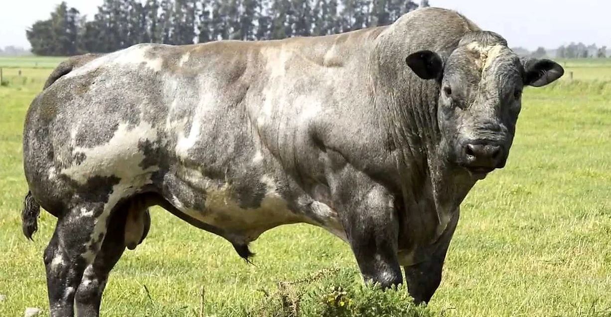 Belgian Blue, o boi mais musculoso do mundo