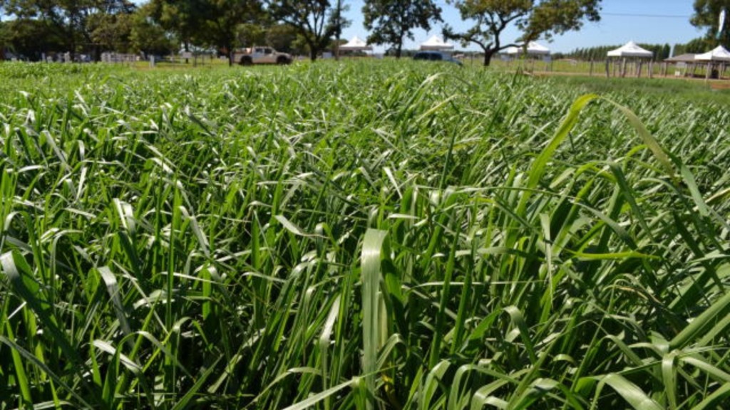 Capim Marandu: confira as dicas para melhorar o vigor do pasto