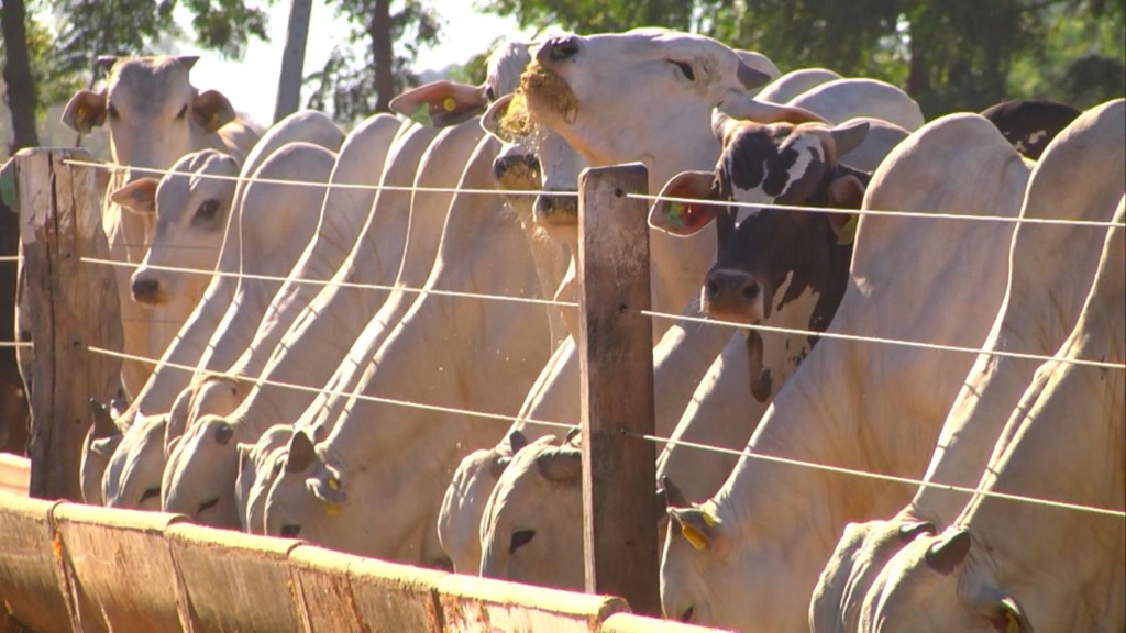 Cocho farto do gado na seca! Especialista lista as opções de boa alimentação