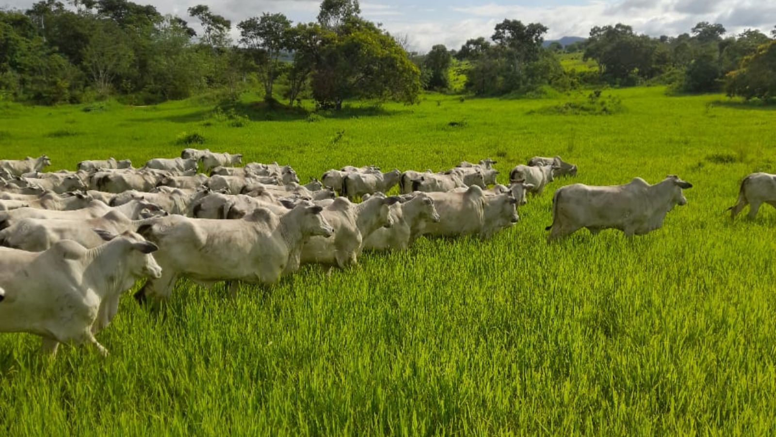 Programação fetal: pasto diferenciado durante a gestação garante 1,2@ no abate do gado