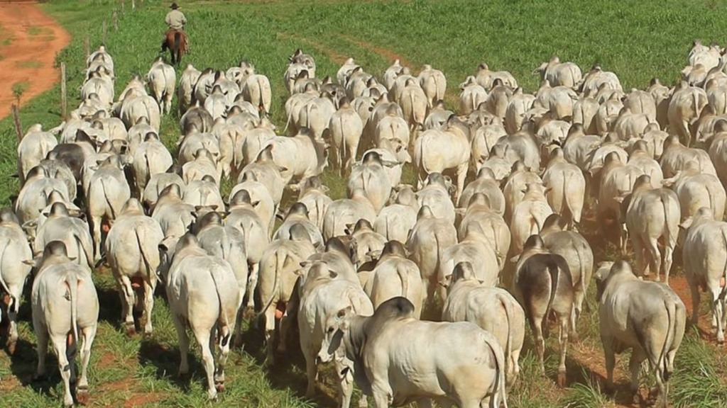 Tourinhos de 15 meses criados a pasto: confira as dicas para uma suplementação top