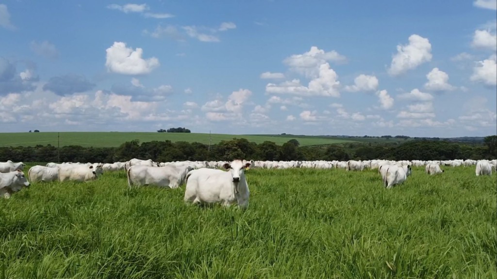 bovinos vacas pastagem 13.03.2024 4