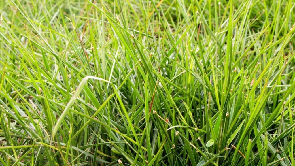 Capim humidícola: estas técnicas vão turbinar e garantir que ele fique mais verde e produtivo