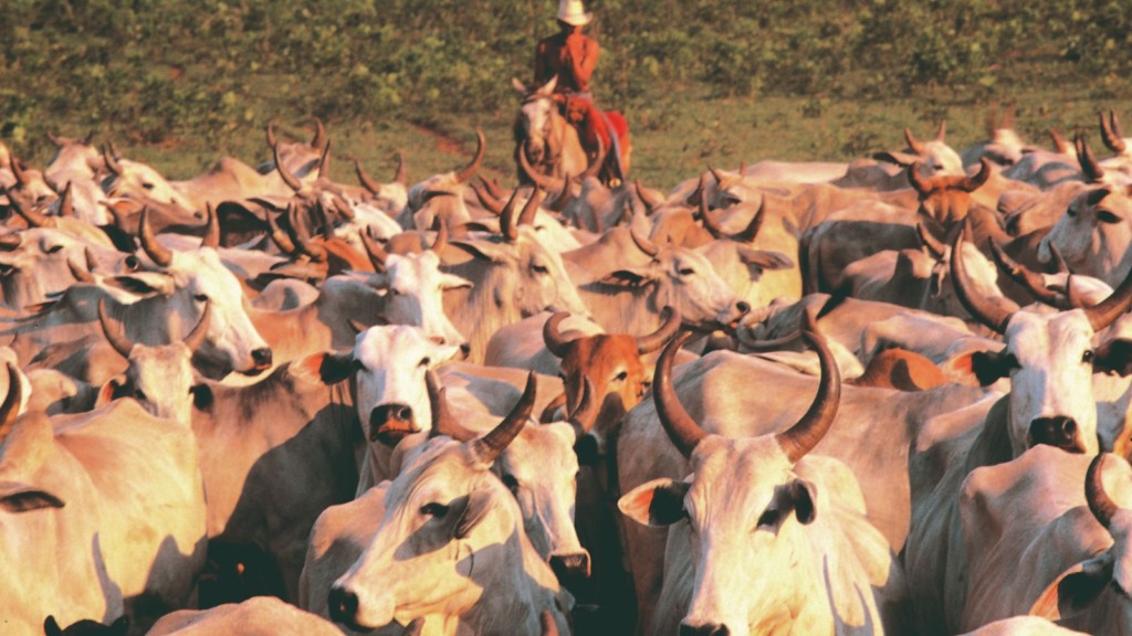 Lei do Pantanal: entenda os impactos da nova medida na agropecuária em MS