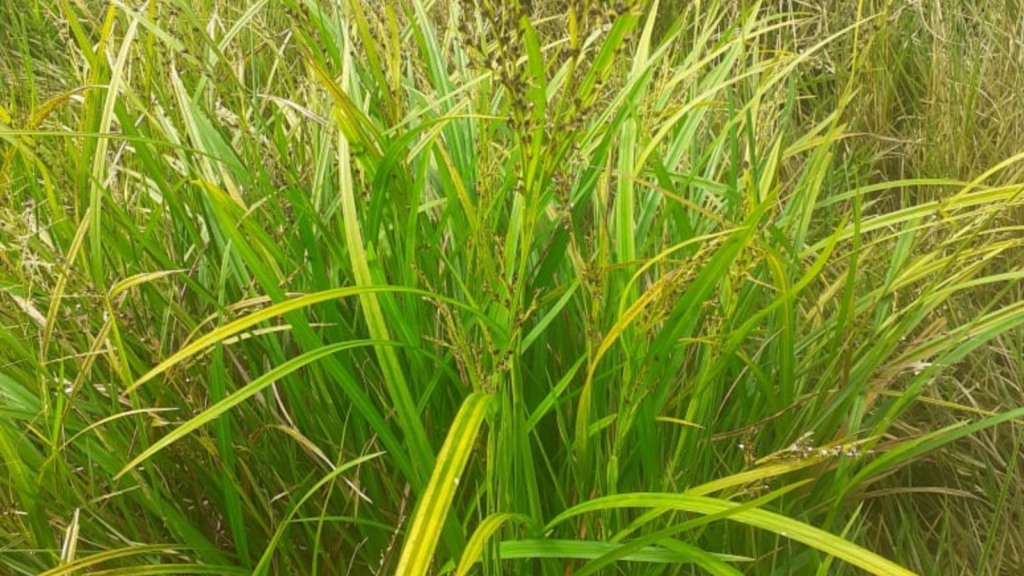 Invasora de pasto tem tirado o sono de uma pecuarista em MT. Saiba que planta é e como controlá-la