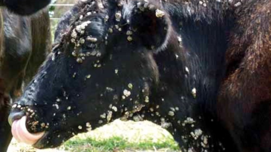 Vaca com papilomatose bovina. Foto: UFPEL