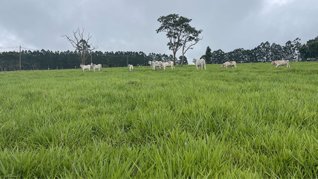 Bovinos em área de integração lavoura-pecuária-floresta (ILPF). Foto: Gisele Rosso/Embrapa Pecuária Sudeste