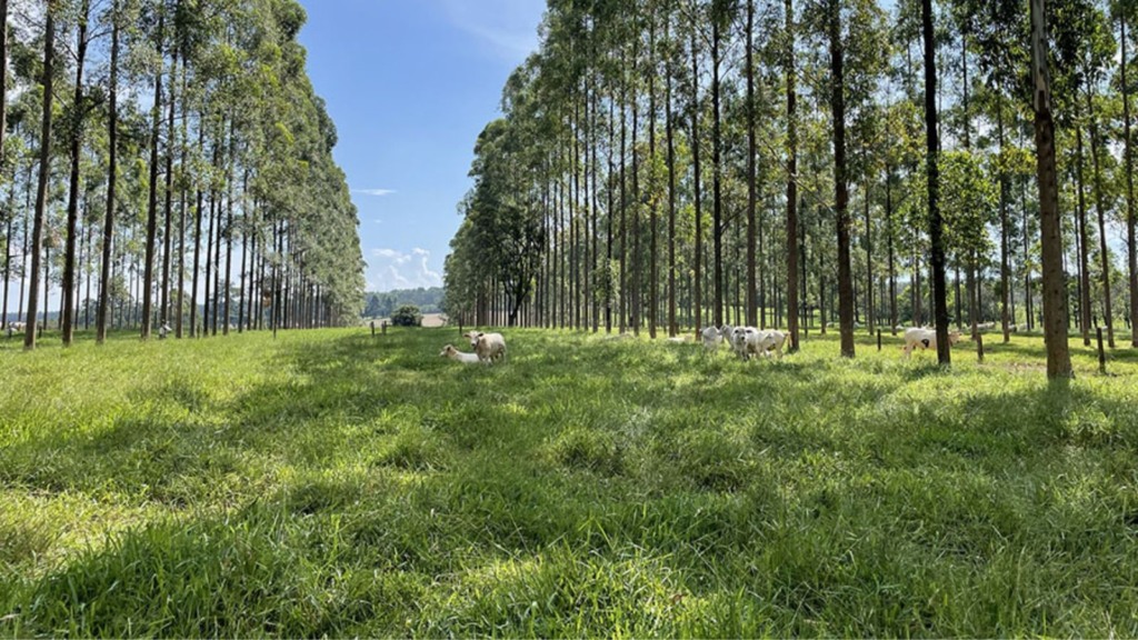 Árvores no pasto: estudo comprova benefícios para o gado e o meio ambiente