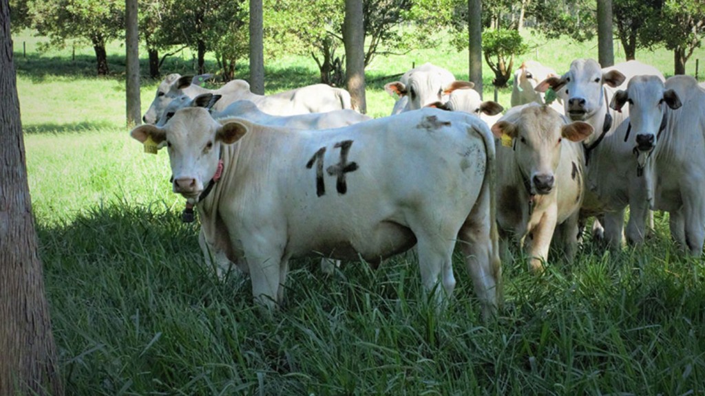 O conforto térmico estimula o bom desempenho dos bovinos. Foto: Juliana Sussai/Embrapa Pecuária Sudeste