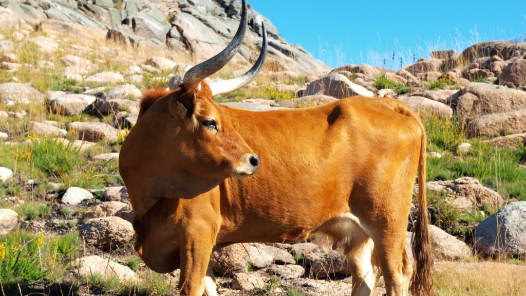 Barrosã: o boi mais bonito do planeta e de carne premium