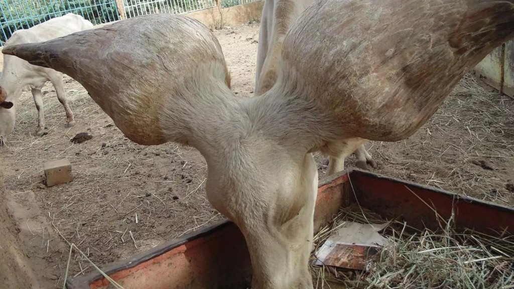 Kuri: você conhece o boi nadador do deserto do Saara?