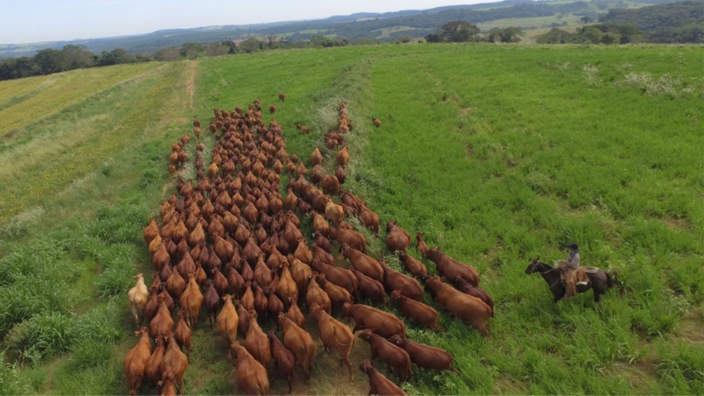 Bonsmara: saiba como raça taurina africana se adaptou tão bem ao Brasil