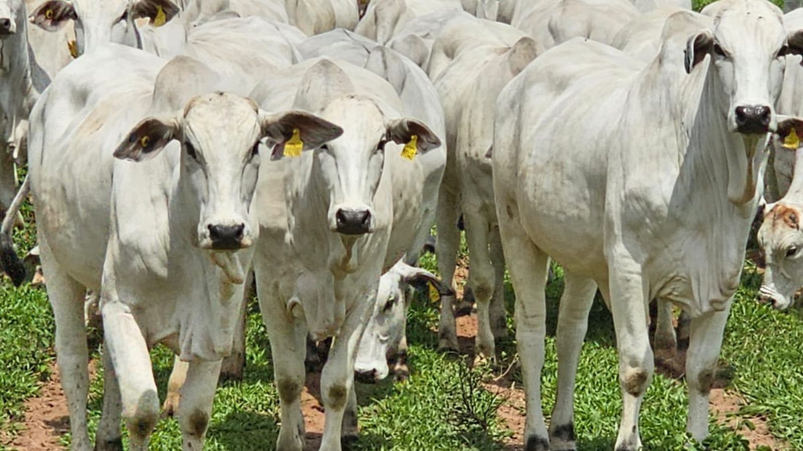 Bem-estar animal: conheça as técnicas e tecnologias que ajudam no manejo do rebanho