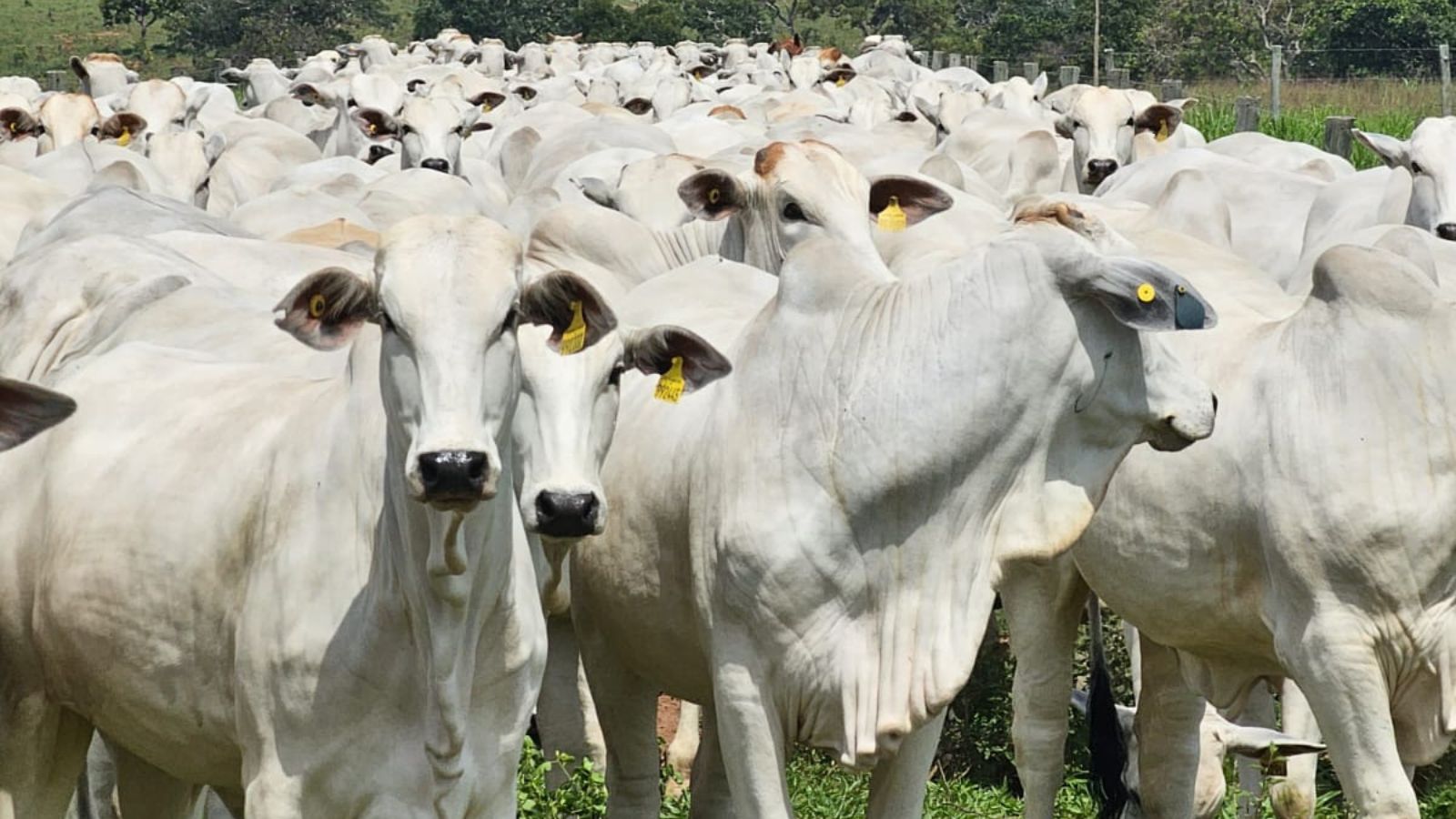 Controle parasitário no gado: aprenda a elaborar um programa eficaz na fazenda