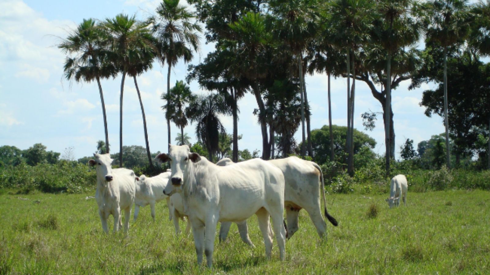 Lei do Pantanal: limpeza de pasto deve ser comprovada. Entenda