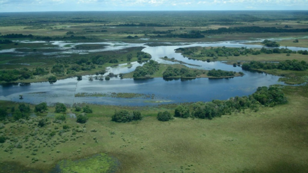 Bovinos Pantanal 02.04.2024 3
