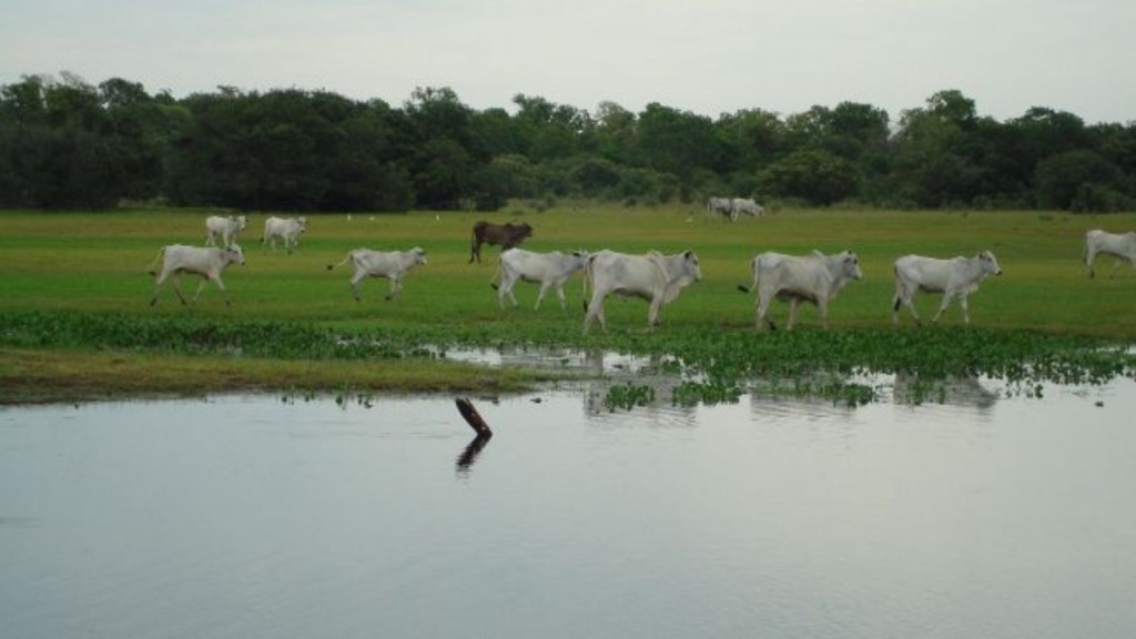 Bovinos Pantanal 02.04.2024 4