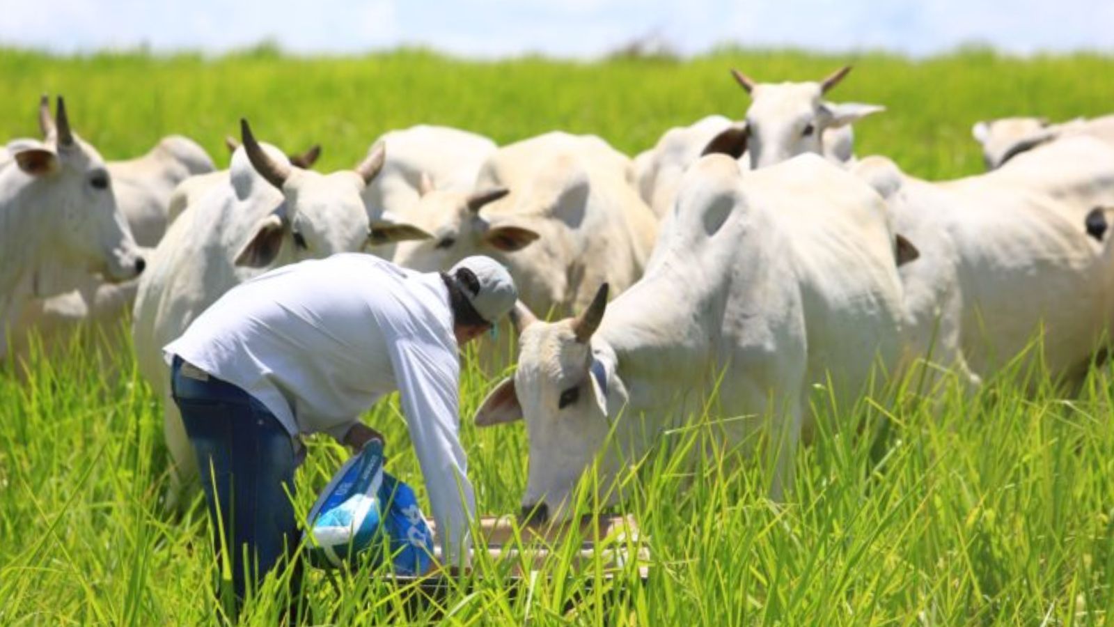 Sal mineral ureado: alternativa para adubação de pastagens em Mato Grosso?