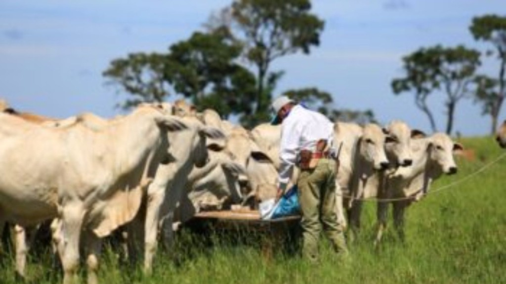 Vaca a uma semana do parto pode consumir sal proteico energético?