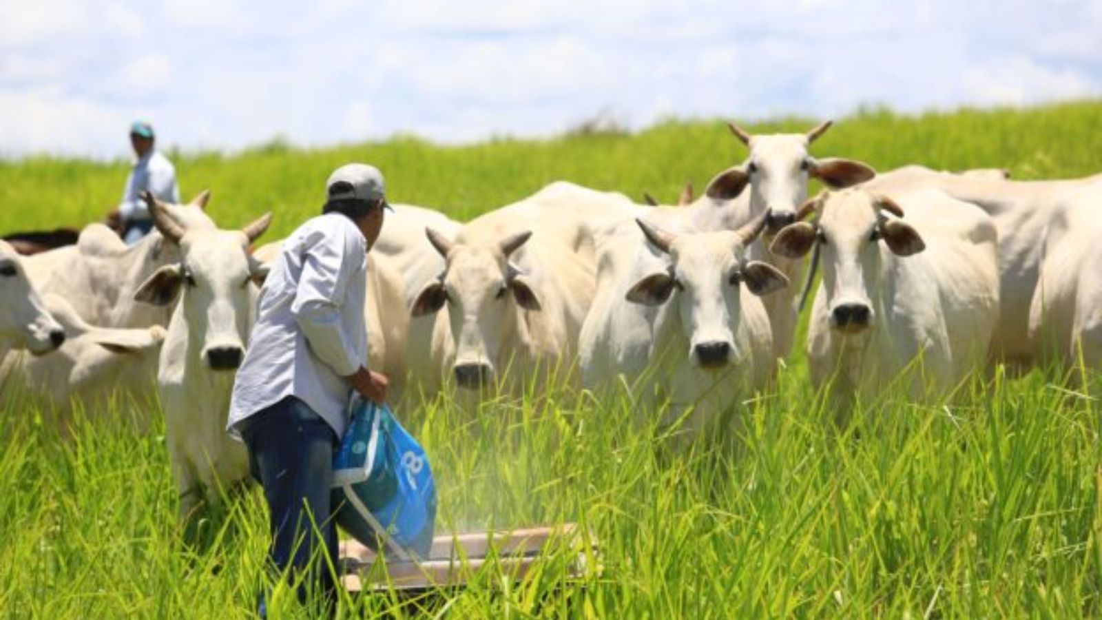 Suplementação mineral é a chave para a engorda eficiente do gado na seca, alerta pesquisador