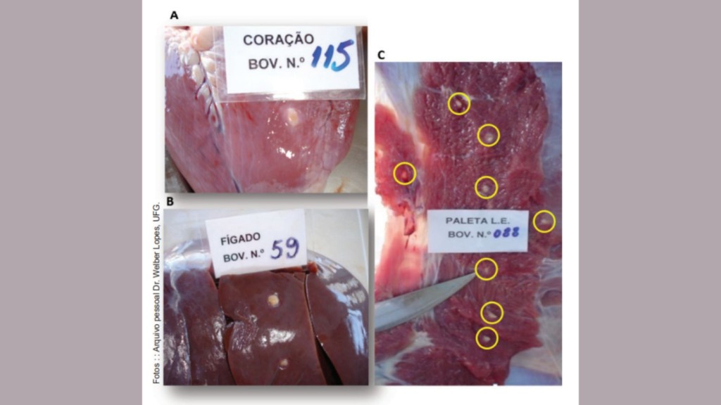 Cisticercos em diversas vísceras e na musculatura de bovinos infectados. Foto: Arquivo pessoal Dr. Welber Lopes, UFG