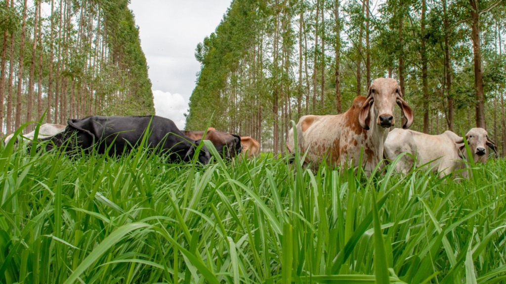 Gir leiteiro: qual a quantidade de vacas para iniciar uma produção numa área de 15 hectares?