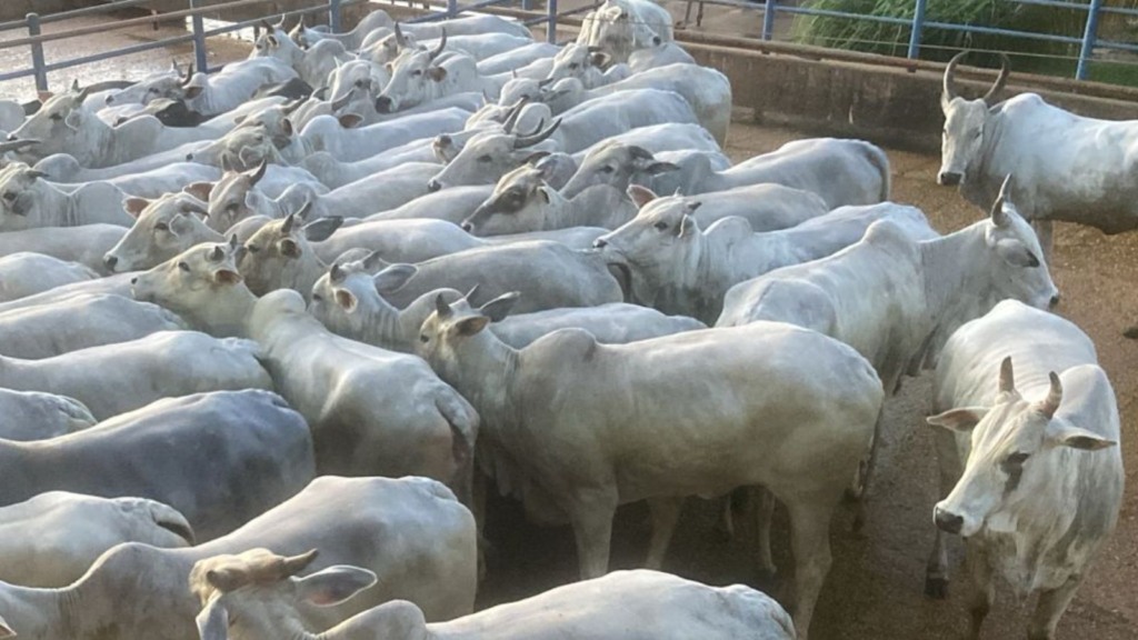 Vacada Nelore gorda é destaque em curral de frigorífico em Mato Grosso