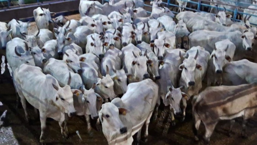 Vacada gorda bem tratada atinge acabamento de gordura ideal em MT