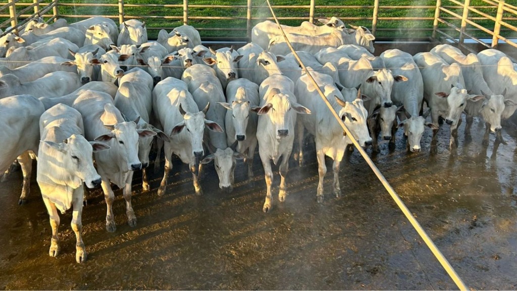 Nelore: boiada castrada é exemplo de matéria prima para linha Maturatta