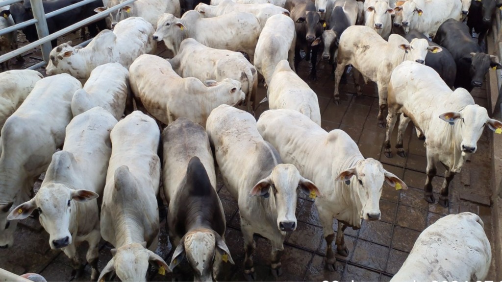 Tradição na agropecuária, família Gasparim dá show com boiada de 19@ em SP