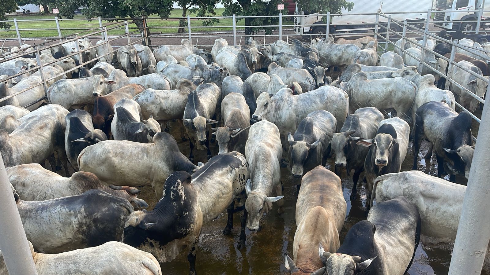 Boiada bruta terminada a pasto chega a 23@ no interior do Tocantins