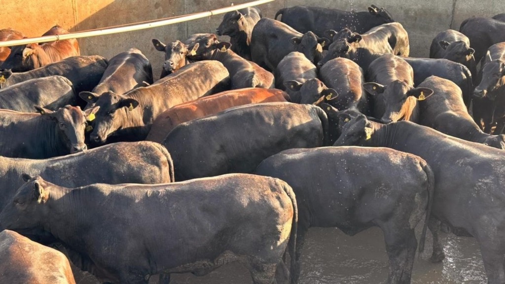 Novilhada cruzada zero dentes de 17@ eleva régua da qualidade de carne em MT