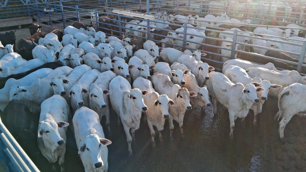 Super lote de novilhas “novinhas de tudo” é destaque no interior de Mato Grosso