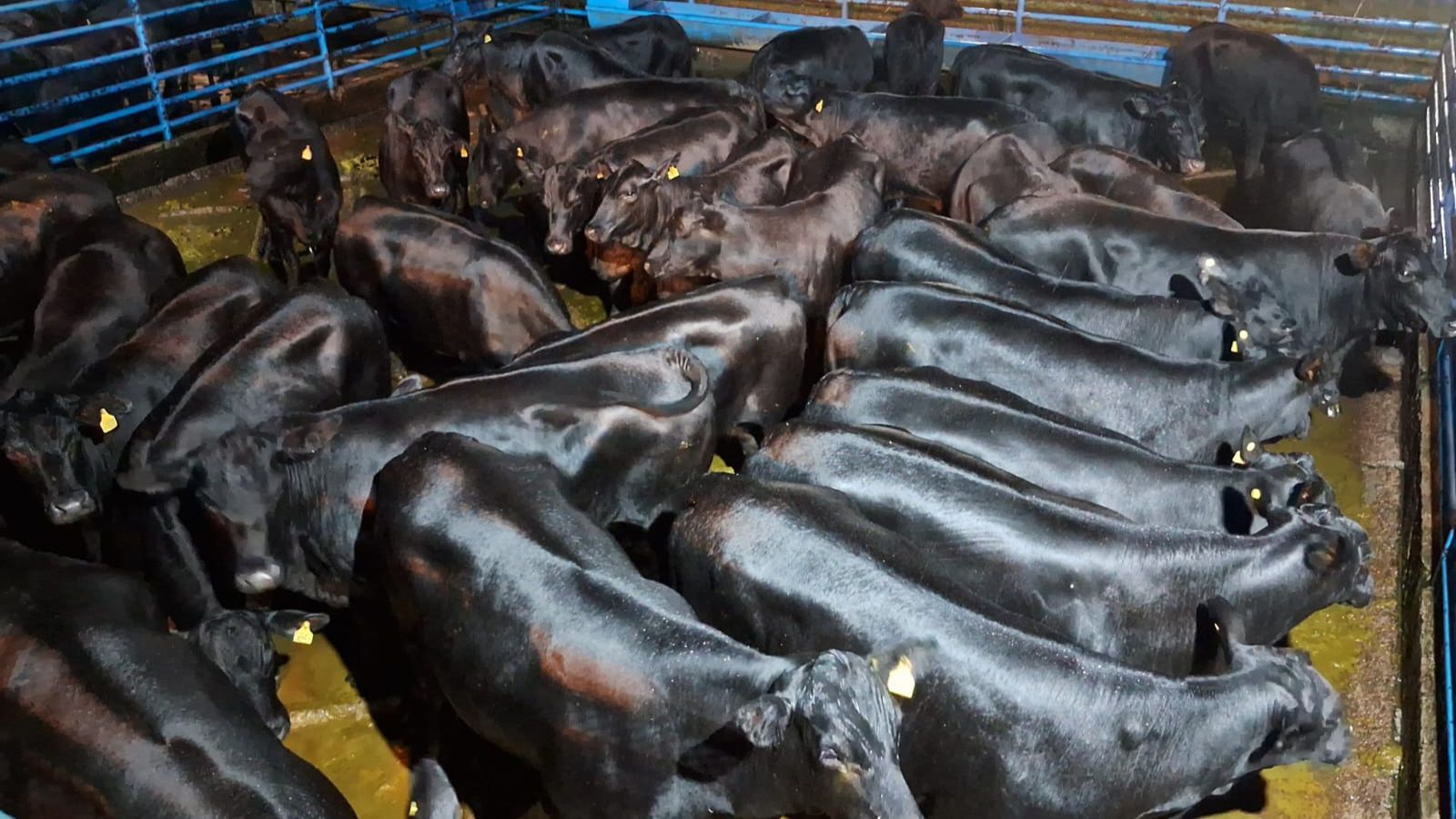 Novilhas Angus lotam curral com espetáculo de carne de qualidade em MS